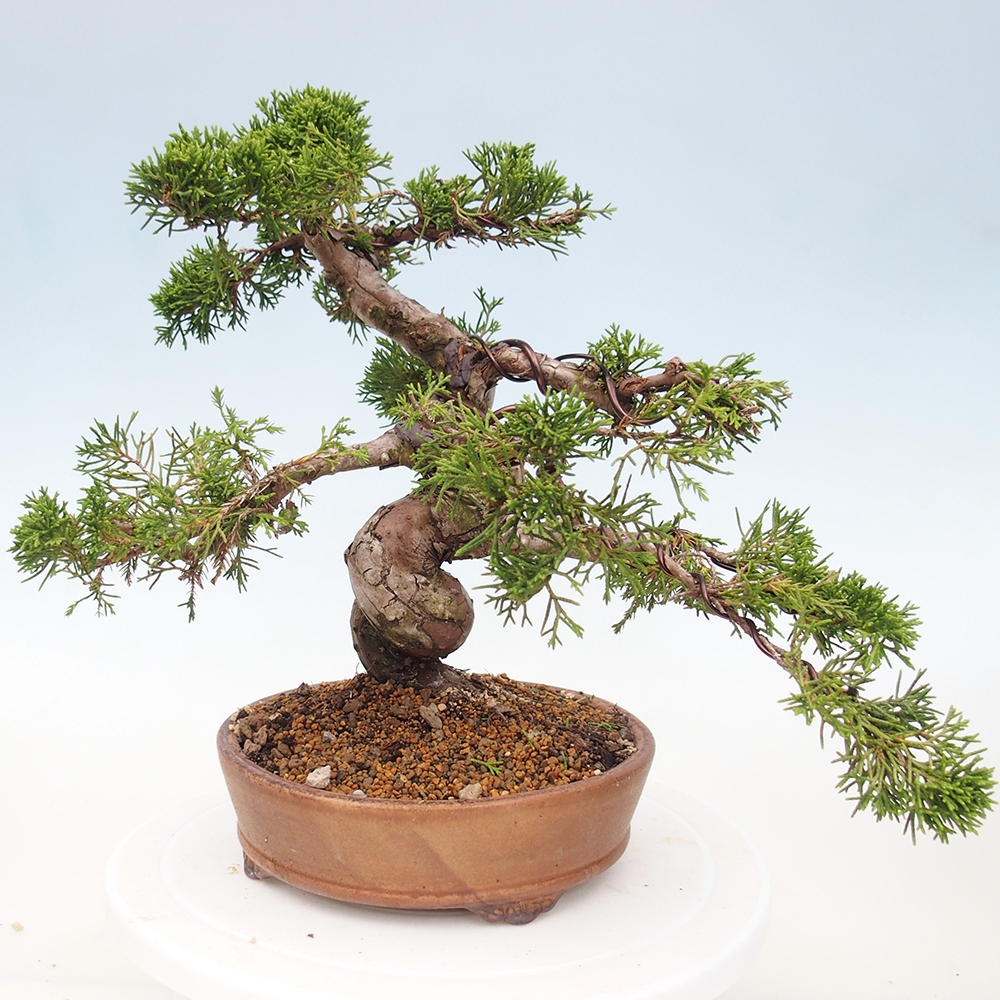 Bonsai für draußen - Juniperus chinensis Itoigawa