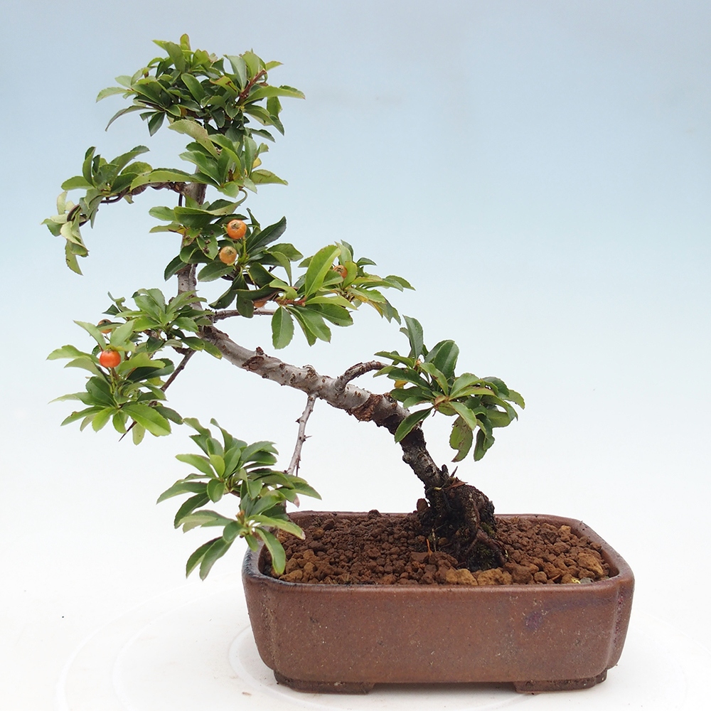 Freiland-Bonsai-Pyracantha Teton -Hlox