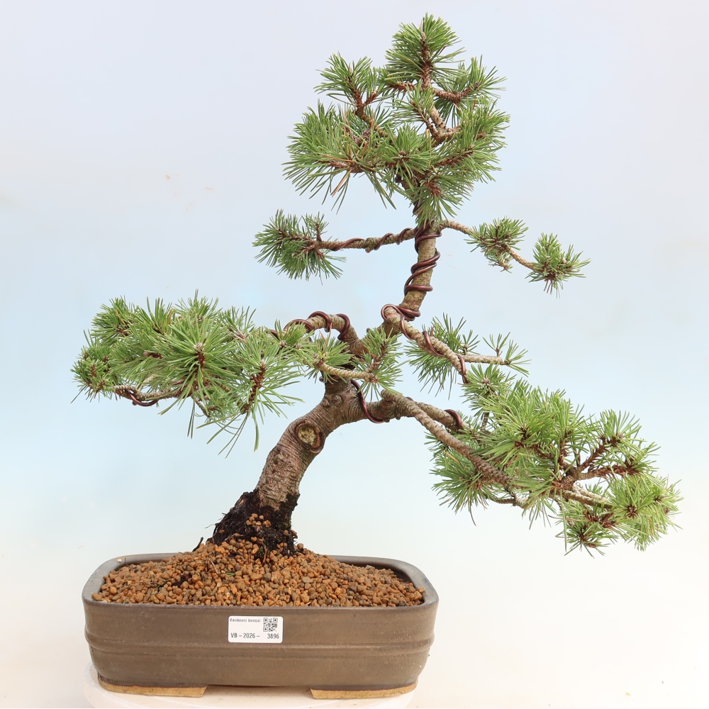 Bonsai für den Außenbereich – Pinus mugo Humpy – Zwergkiefer