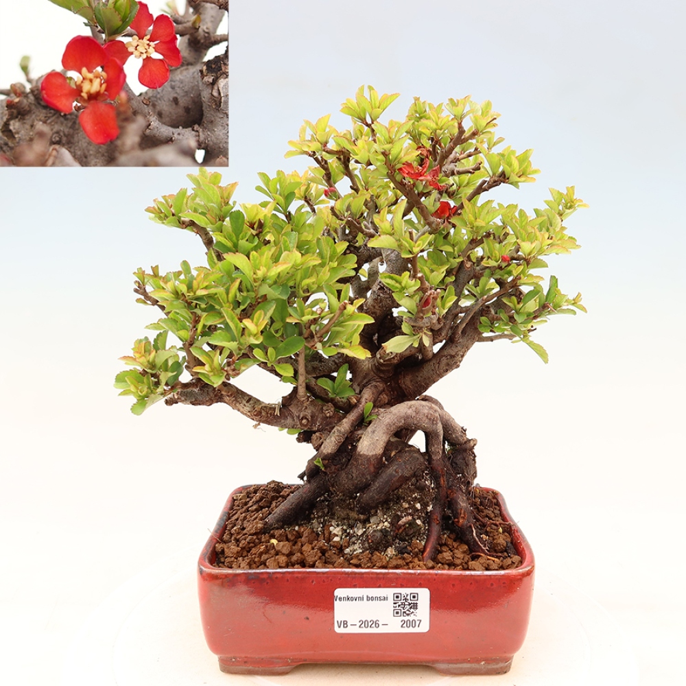 Bonsai für draußen - Chaneomeles speciosa Chojubai