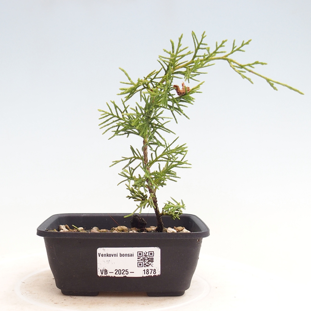Bonsai für draußen - Juniperus chinensis Itoigawa