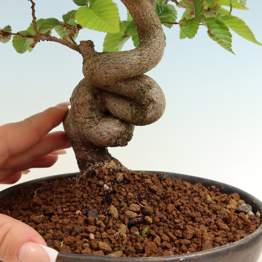 Bonsai für draußen - Karpinus Coreana - Koreanische Hainbuche