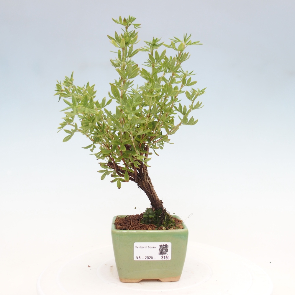 Bonsai für draußen - Potentila fruticosa gelber Vogel