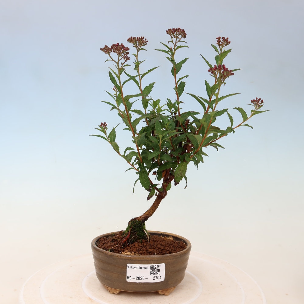 Bonsai für den Außenbereich – Japanische Spirea – Spirea japonica Anthony Waterer