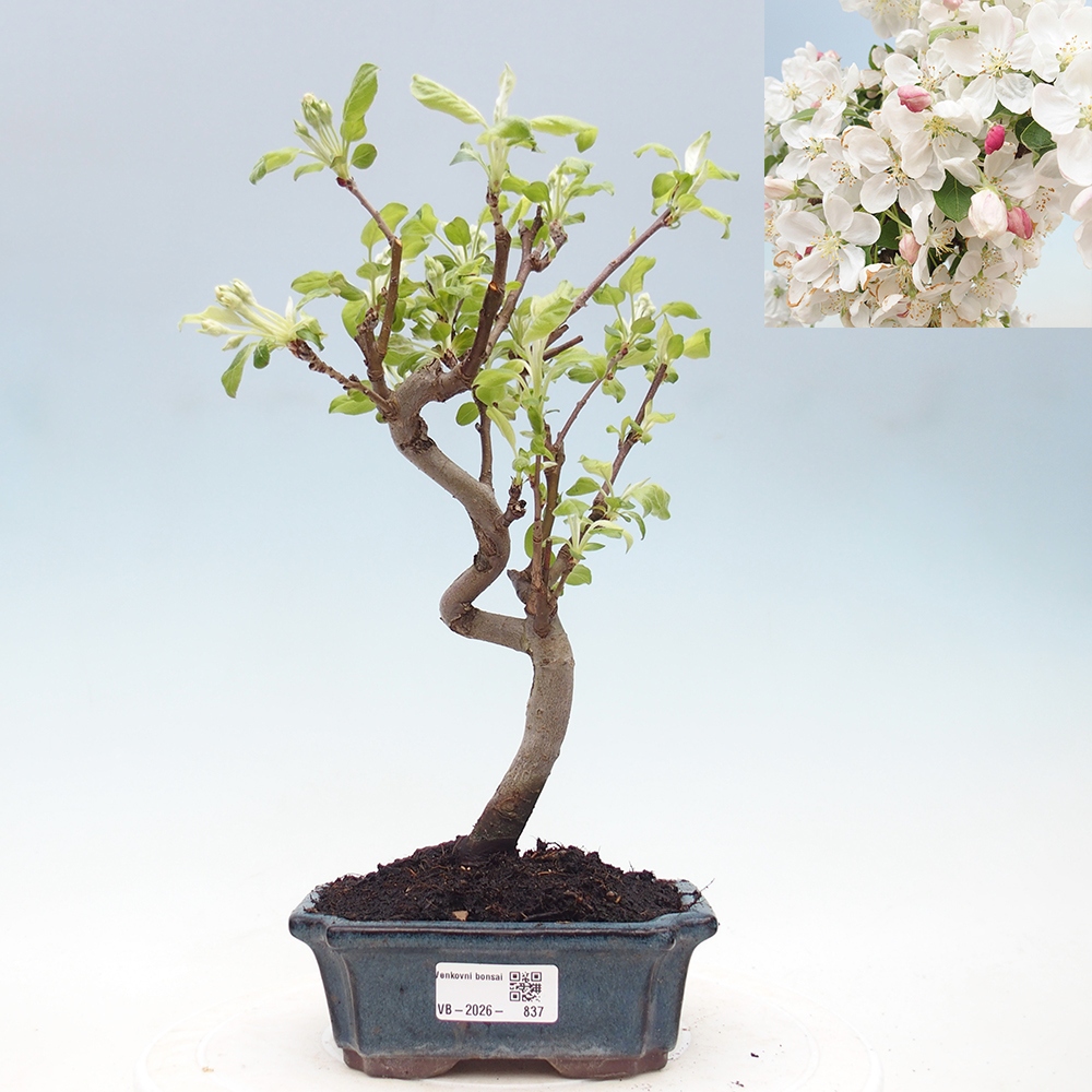 Outdoor-Bonsai -Malus halliana - Kleinfrüchtiger Apfelbaum