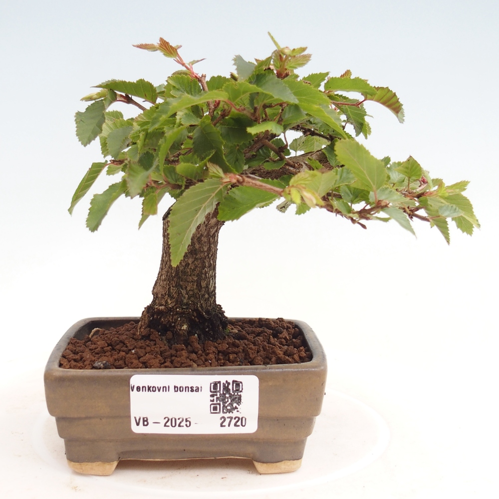 Bonsai für draußen -Carpinus CARPINOIDES - Koreanische Hainbuche