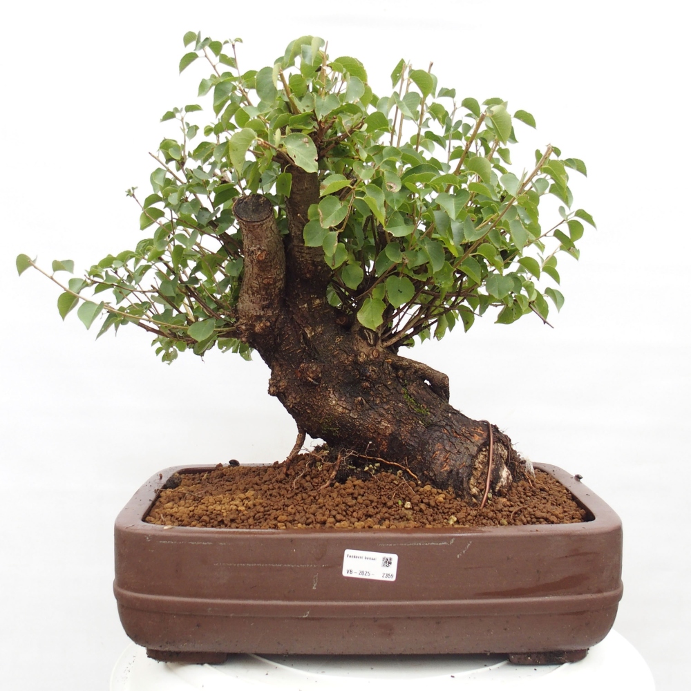 Bonsai für draußen - Mahalebka - Prunus mahaleb