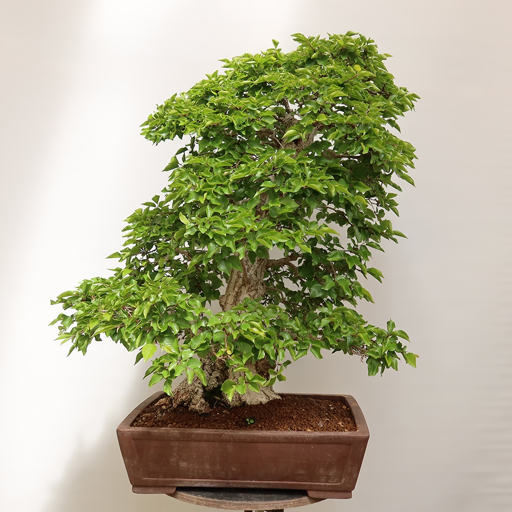 Bonsai für draußen - Karpinus Coreana - Koreanische Hainbuche