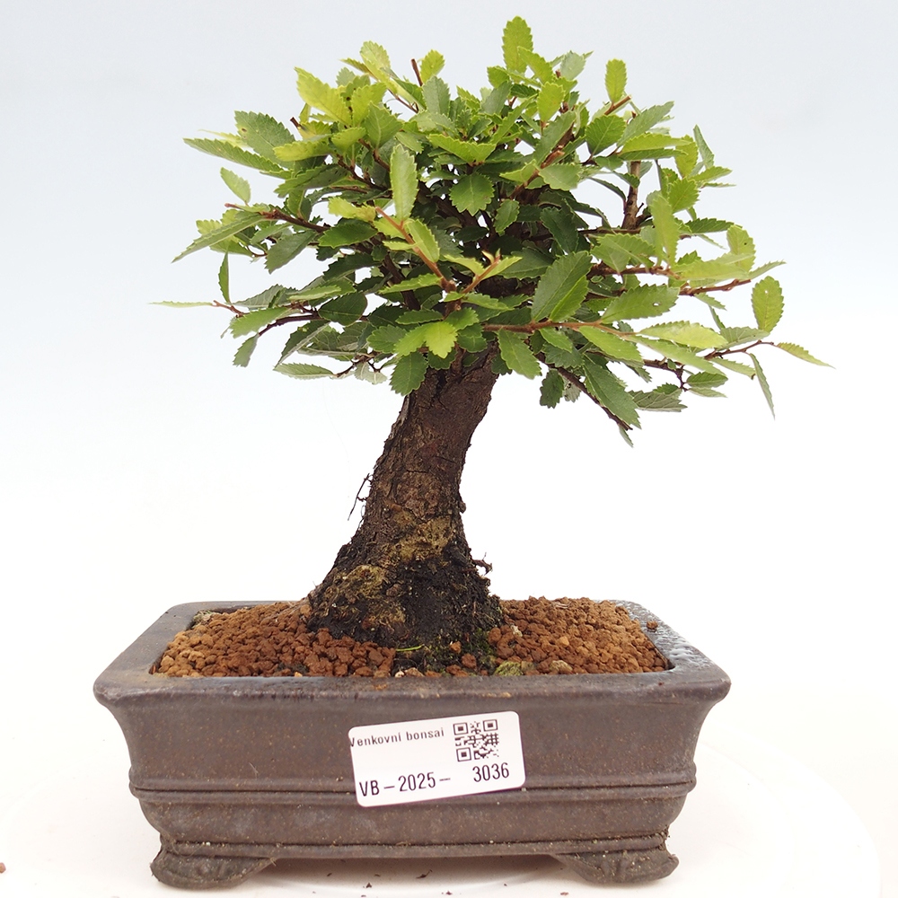 Bonsai für draußen - Zelkova - Zelkova NIRE