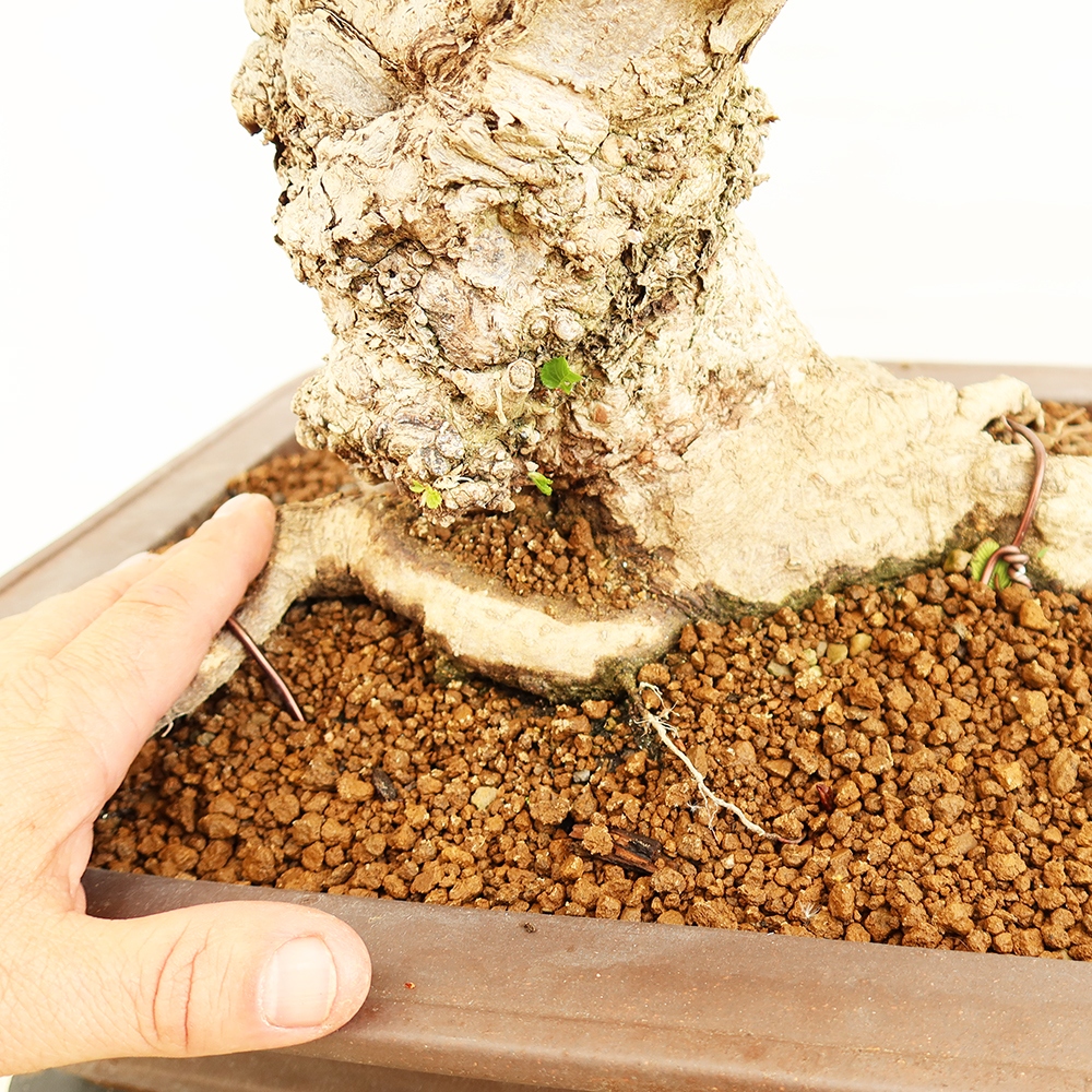 Bonsai für draußen - Karpinus Coreana - Koreanische Hainbuche