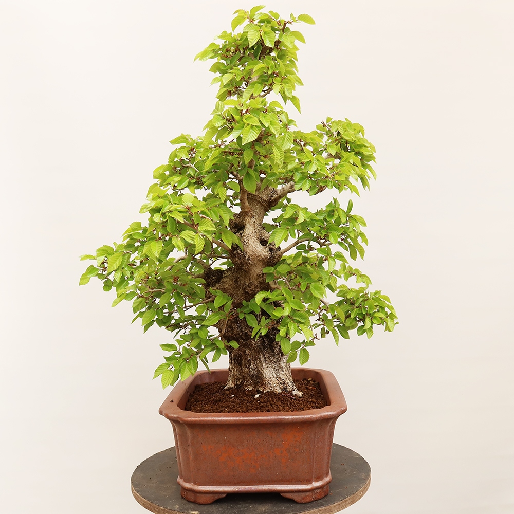 Bonsai für draußen - Karpinus Coreana - Koreanische Hainbuche