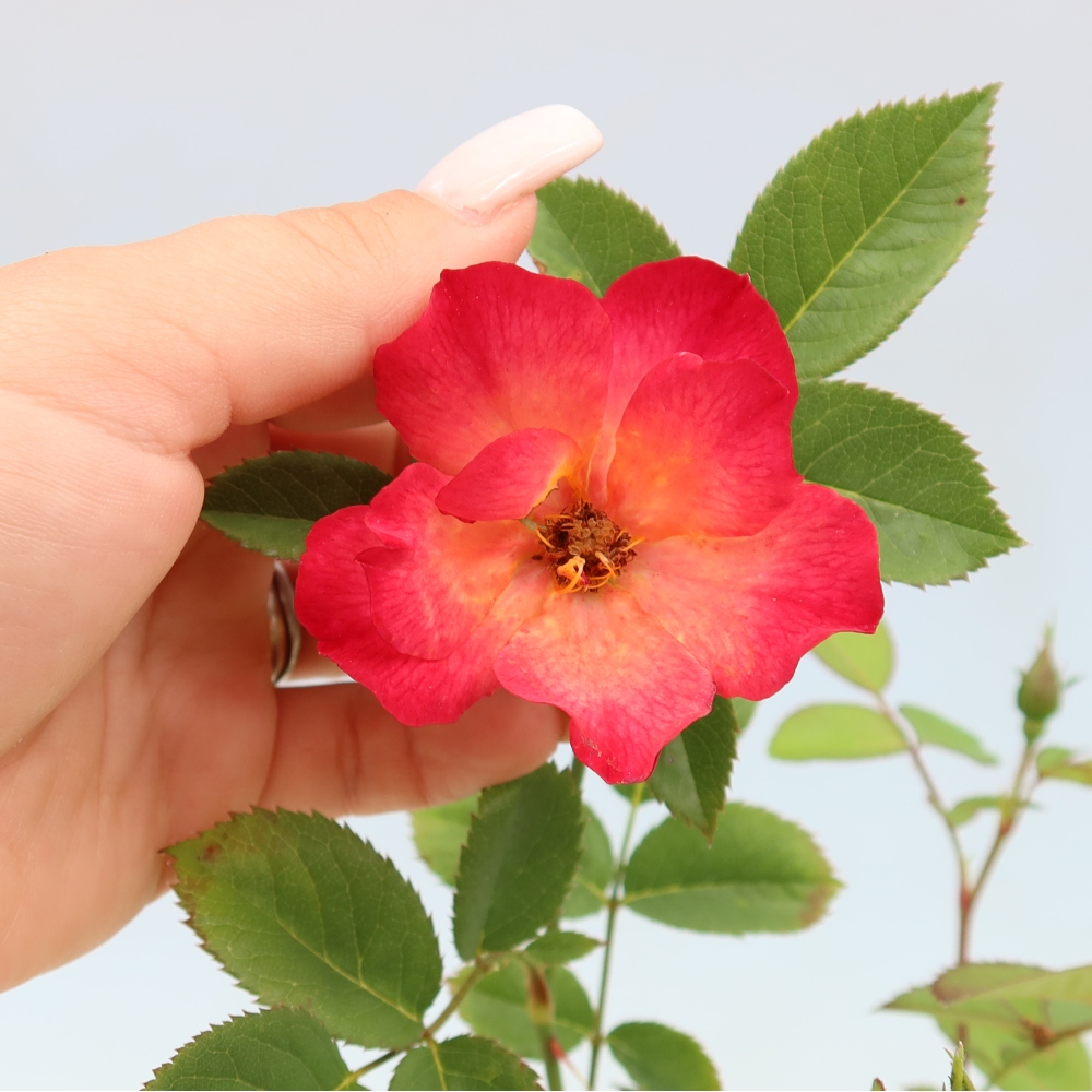 Bonsai für draußen - Rosa Kordes - Rose
