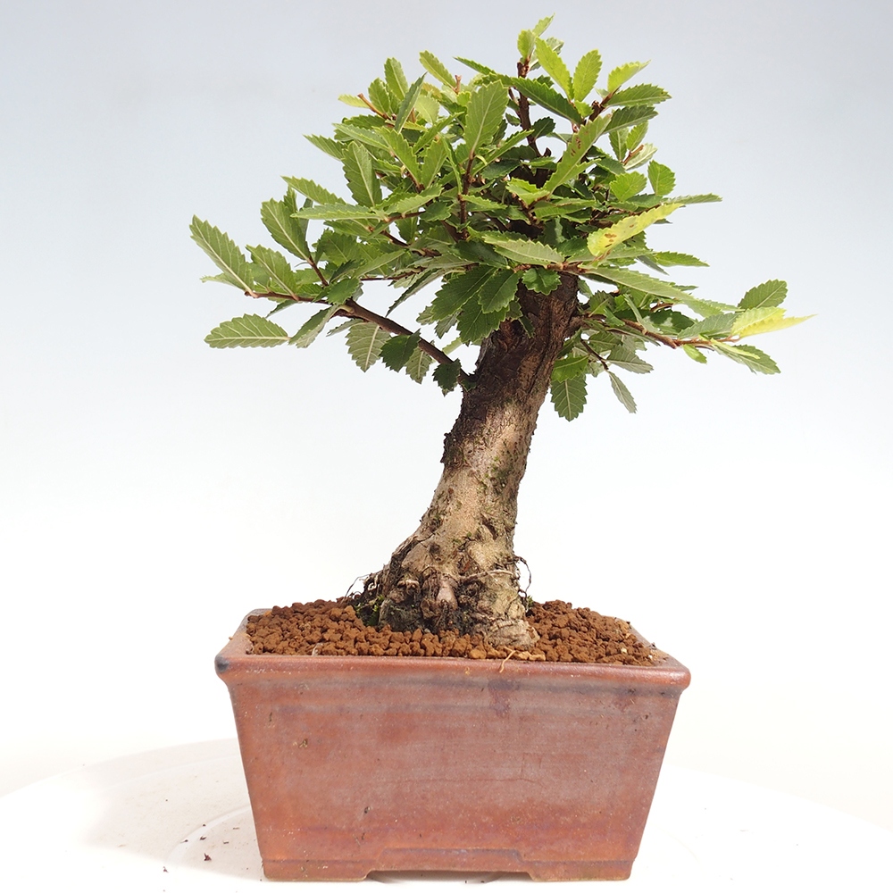 Bonsai für draußen - Zelkova - Zelkova NIRE