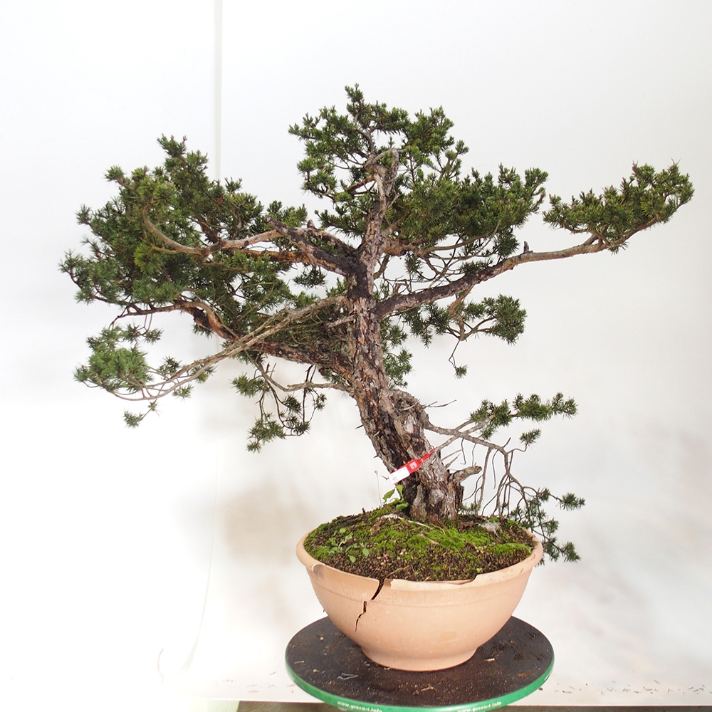 Yamadori - Pinus sylvestris Spanien