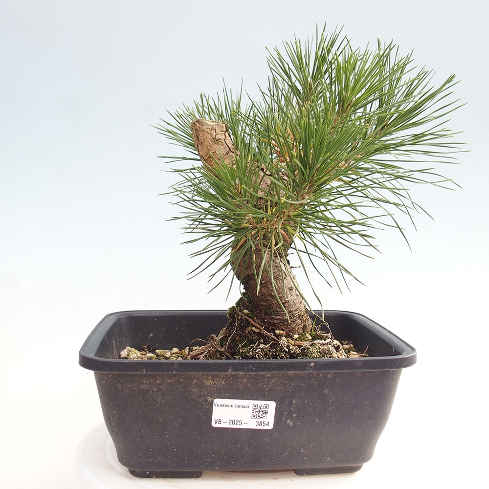 Bonsai für draußen - Pinus thunbergii - Thunberg-Kiefer