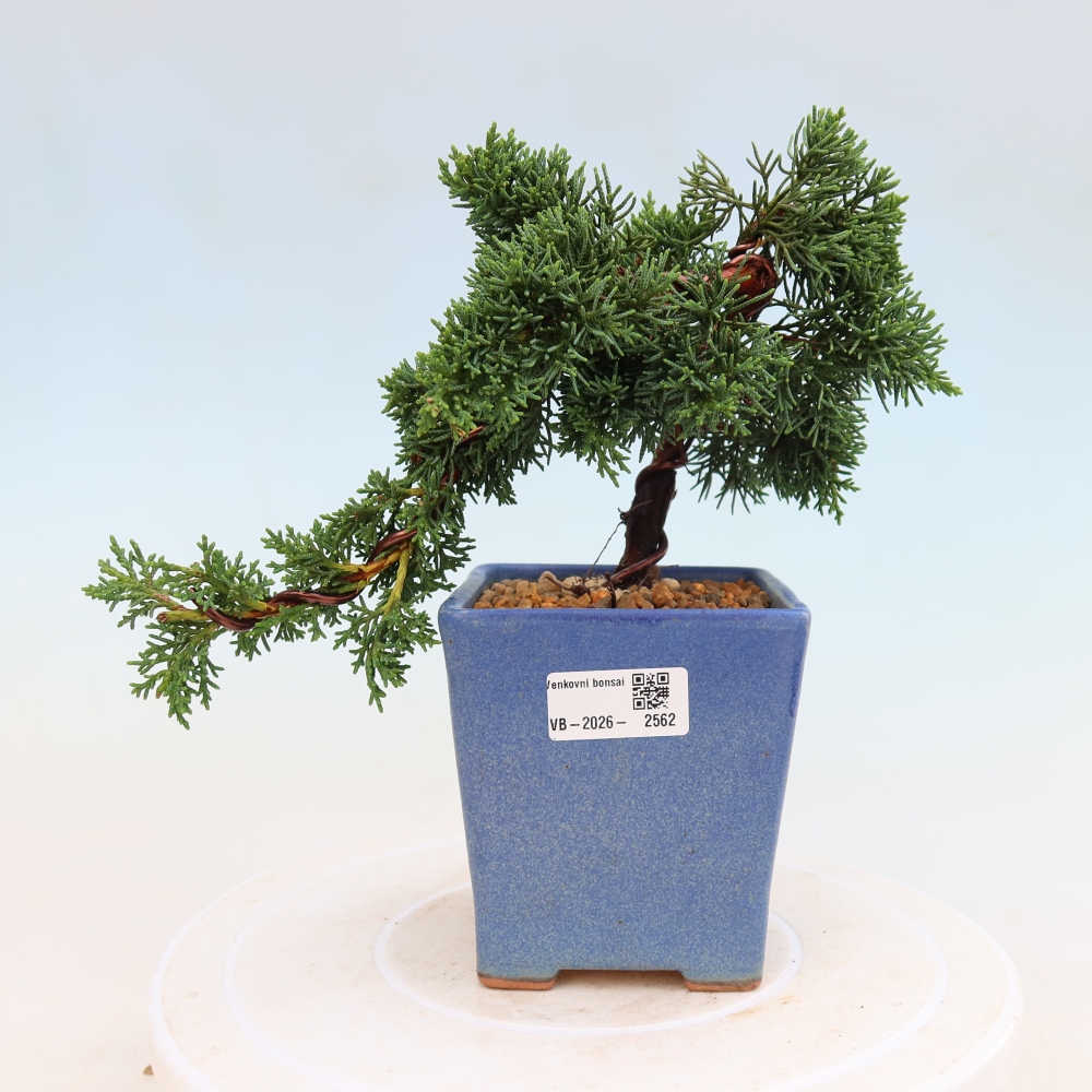 Bonsai für draußen - Juniperus chinensis Kishu