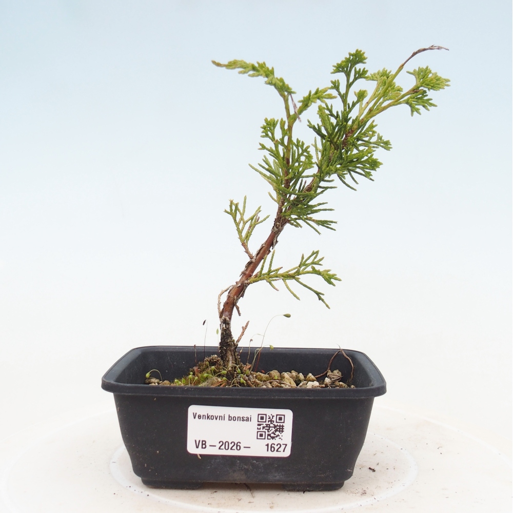 Bonsai für draußen - Juniperus chinensis Itoigawa