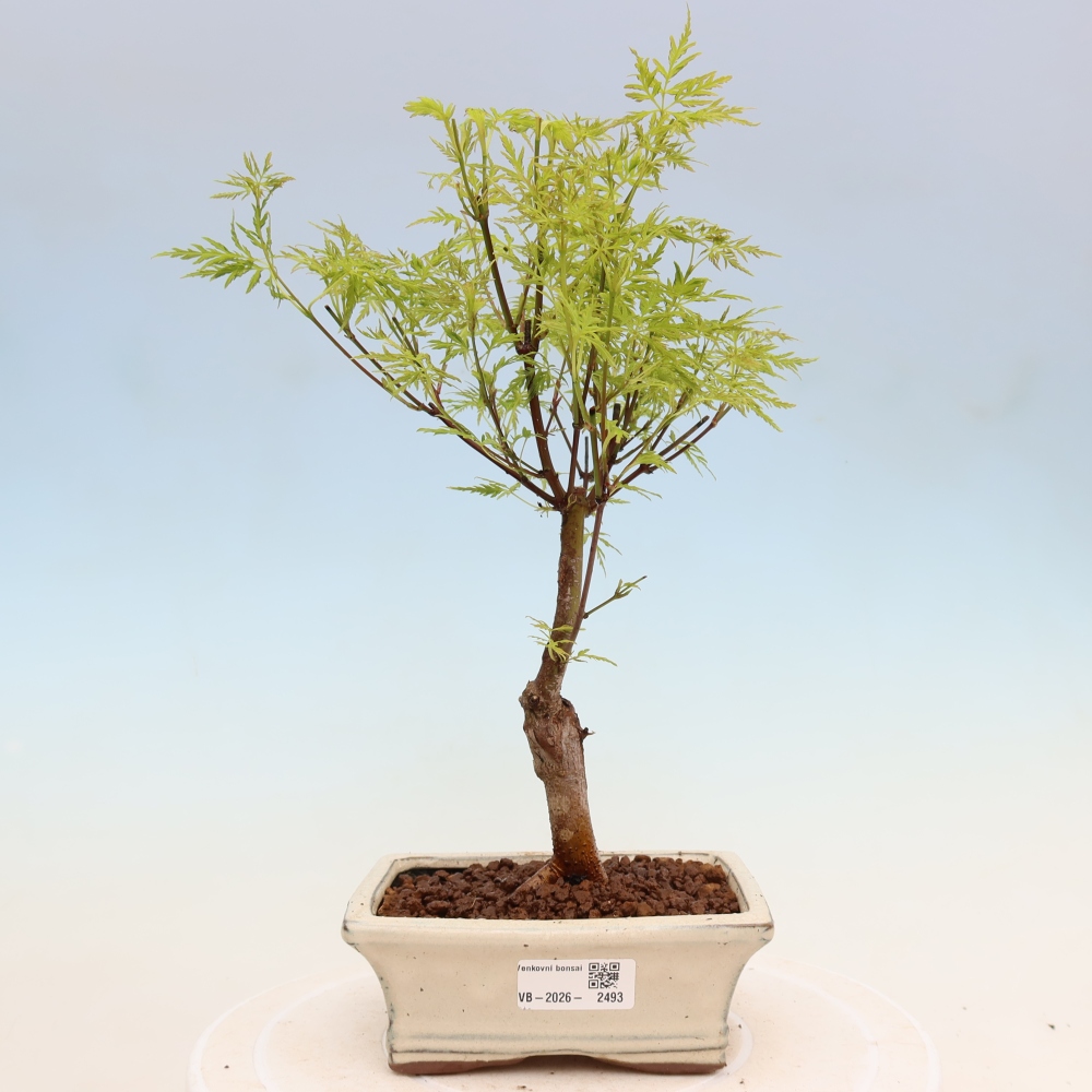 Bonsai für draußen - Acer palmatum Dissectum