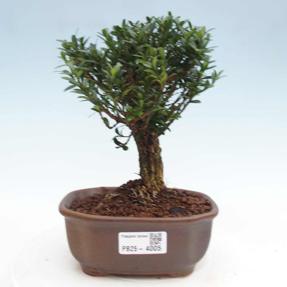 Zimmer Bonsai - Buxus harlandii - Korkbuxus
