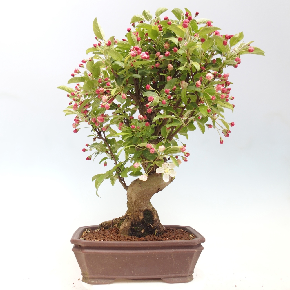 Outdoor-Bonsai -Malus halliana - Kleinfrüchtiger Apfelbaum