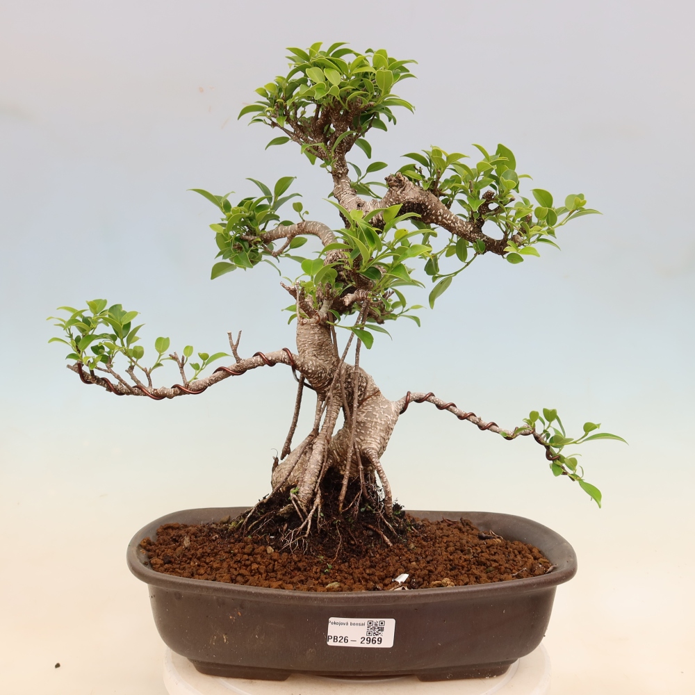 Zimmerbonsai - Ficus kimmen - Kleinblättriger Ficus