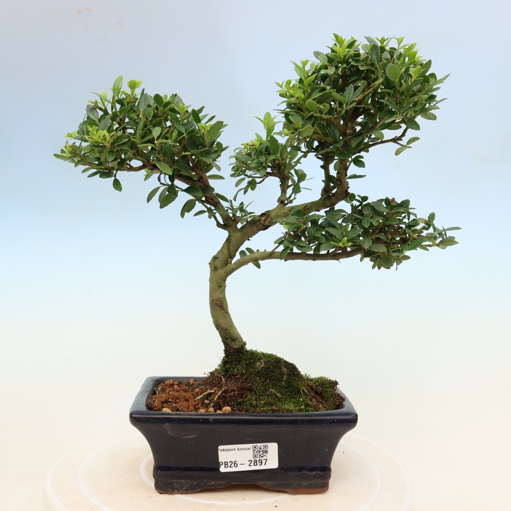 Zimmer Bonsai - Ilex crenata - Stechpalme