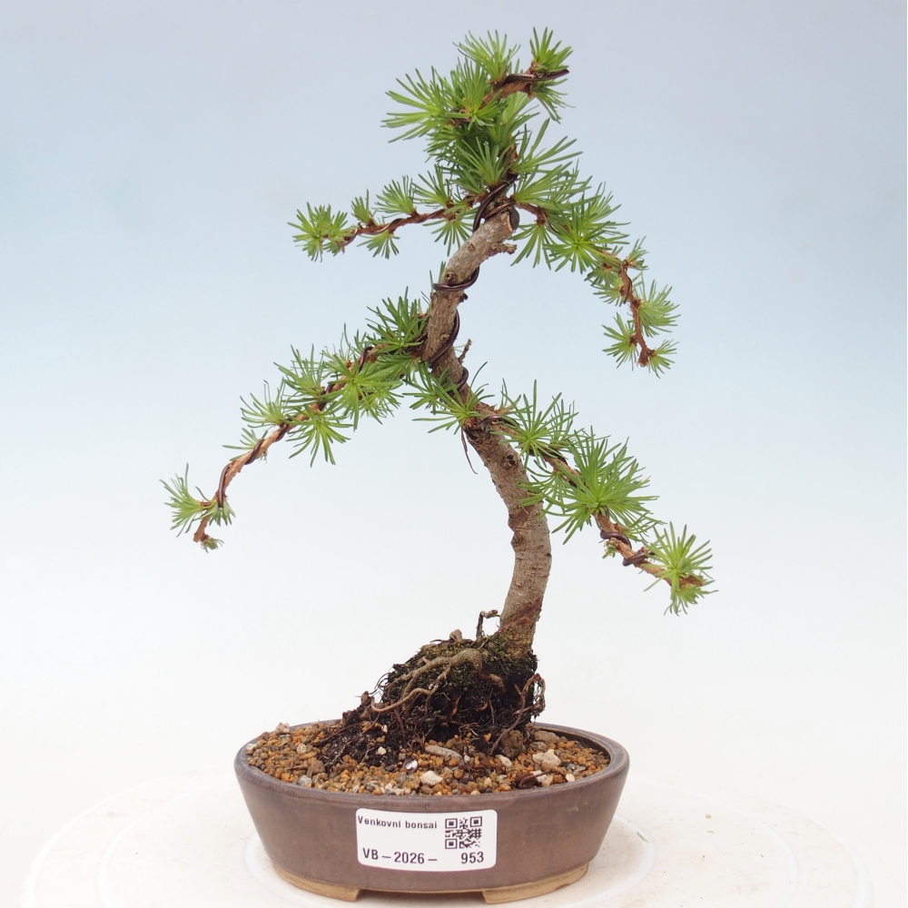 Bonsai für draußen - Larix Kaempferi - Japanische Lärche
