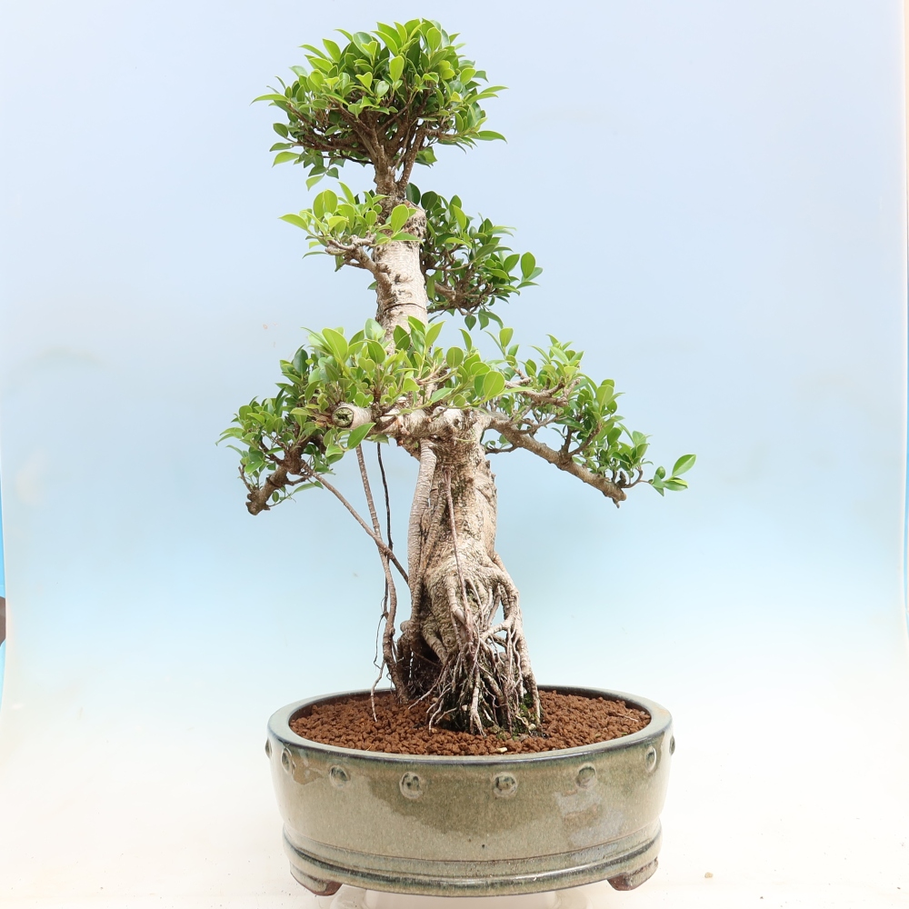 Zimmerbonsai - Ficus kimmen - Kleinblättriger Ficus
