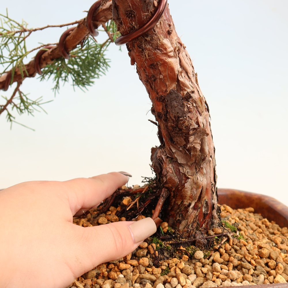 Bonsai für draußen - Juniperus chinensis Kishu