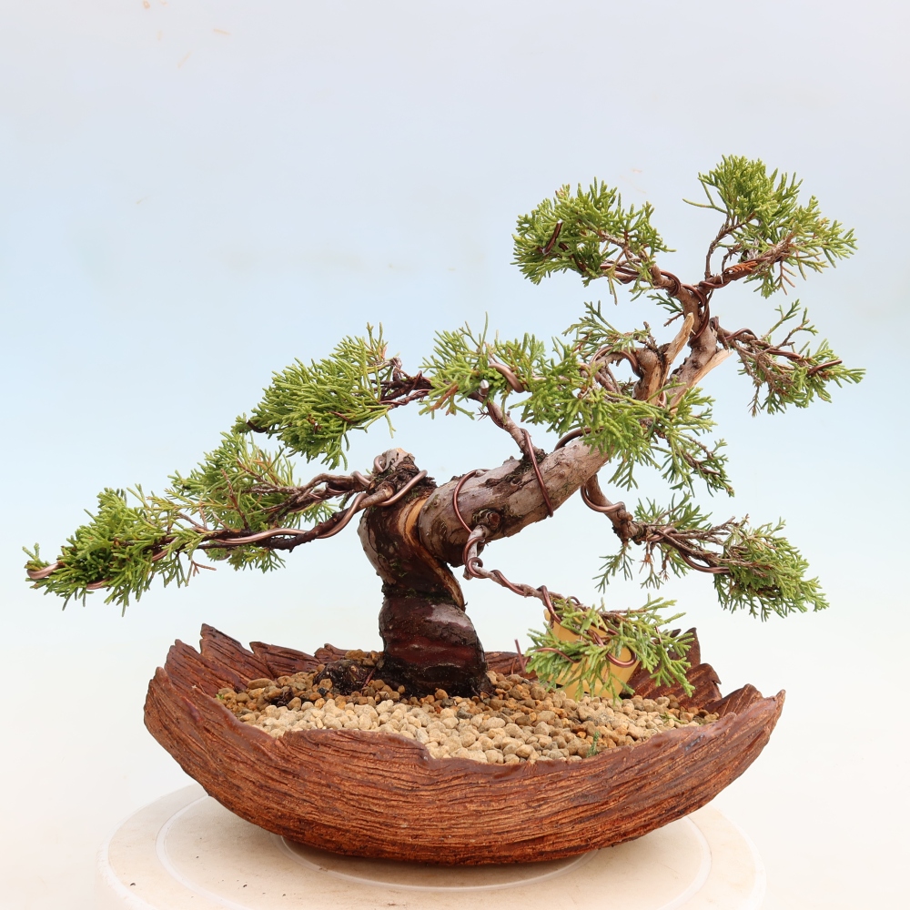Bonsai für draußen - Juniperus chinensis Itoigawa-Juniperus chinensis