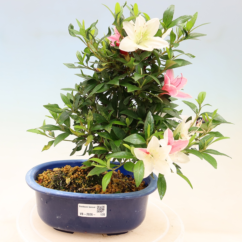 Bonsai für draußen - Japanische Azalee - Azalee CHIHIRO