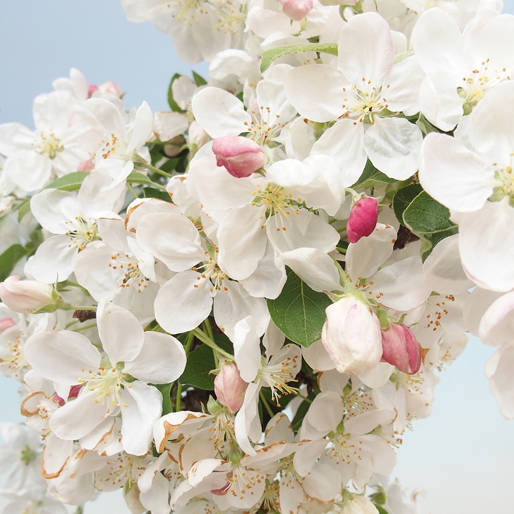 Outdoor-Bonsai -Malus halliana - Kleinfrüchtiger Apfelbaum