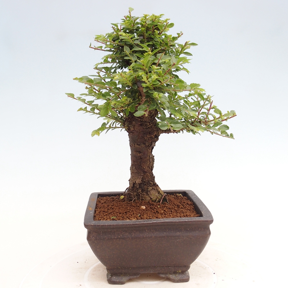 Bonsai für draußen - Ulmus parvifolia Hokkaido - Chinesische Ulme