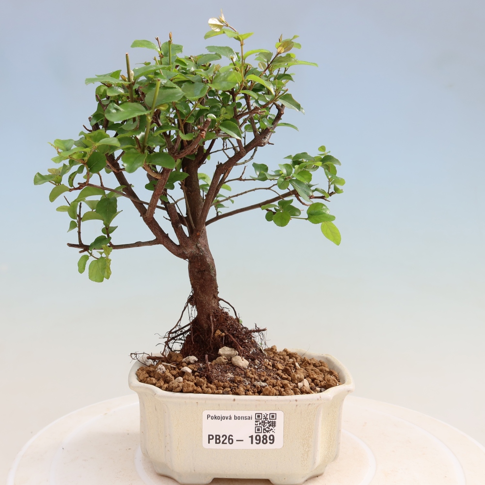 Zimmer Bonsai - Sageretia thea - Sageretia thea