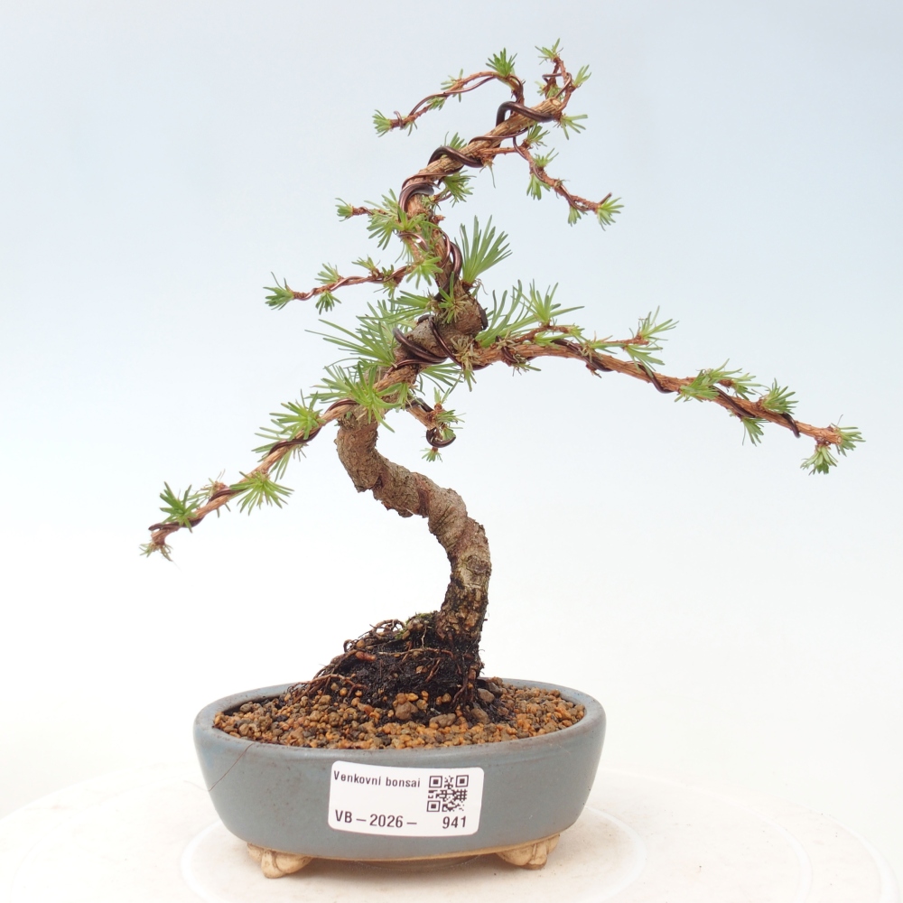 Bonsai für draußen - Larix Kaempferi - Japanische Lärche