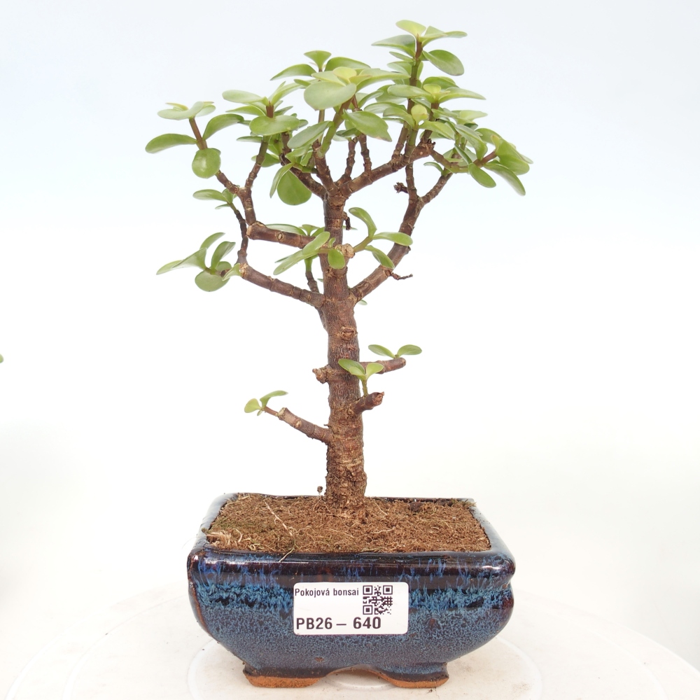 Zimmer Bonsai - Portulakaria Afra - Tlustice