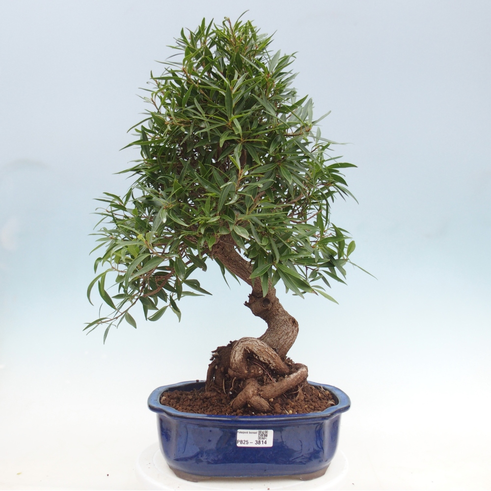 Zimmerbonsai - Ficus nerifolia - Kleinblättriger Ficus