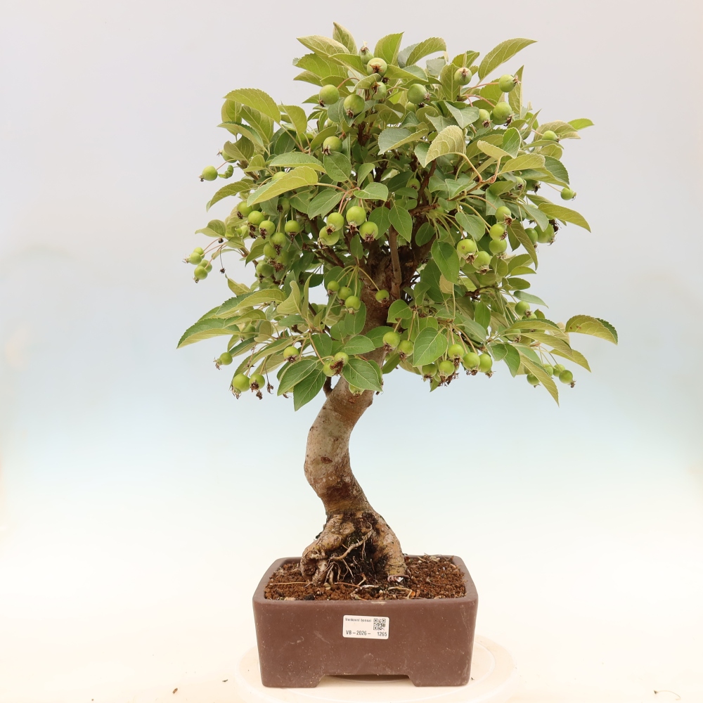Outdoor-Bonsai -Malus halliana - Kleinfrüchtiger Apfelbaum