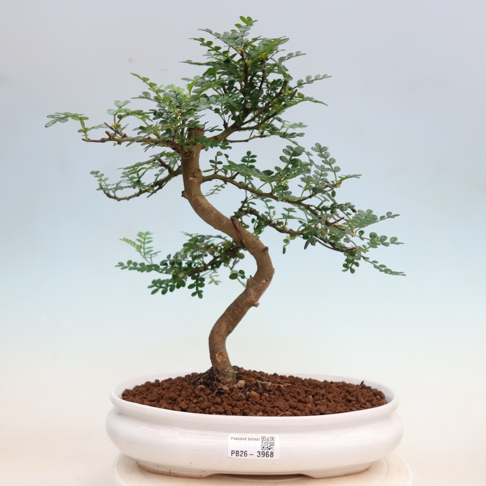 Zimmer Bonsai - Zantoxylum piperitum - Pfefferbaum