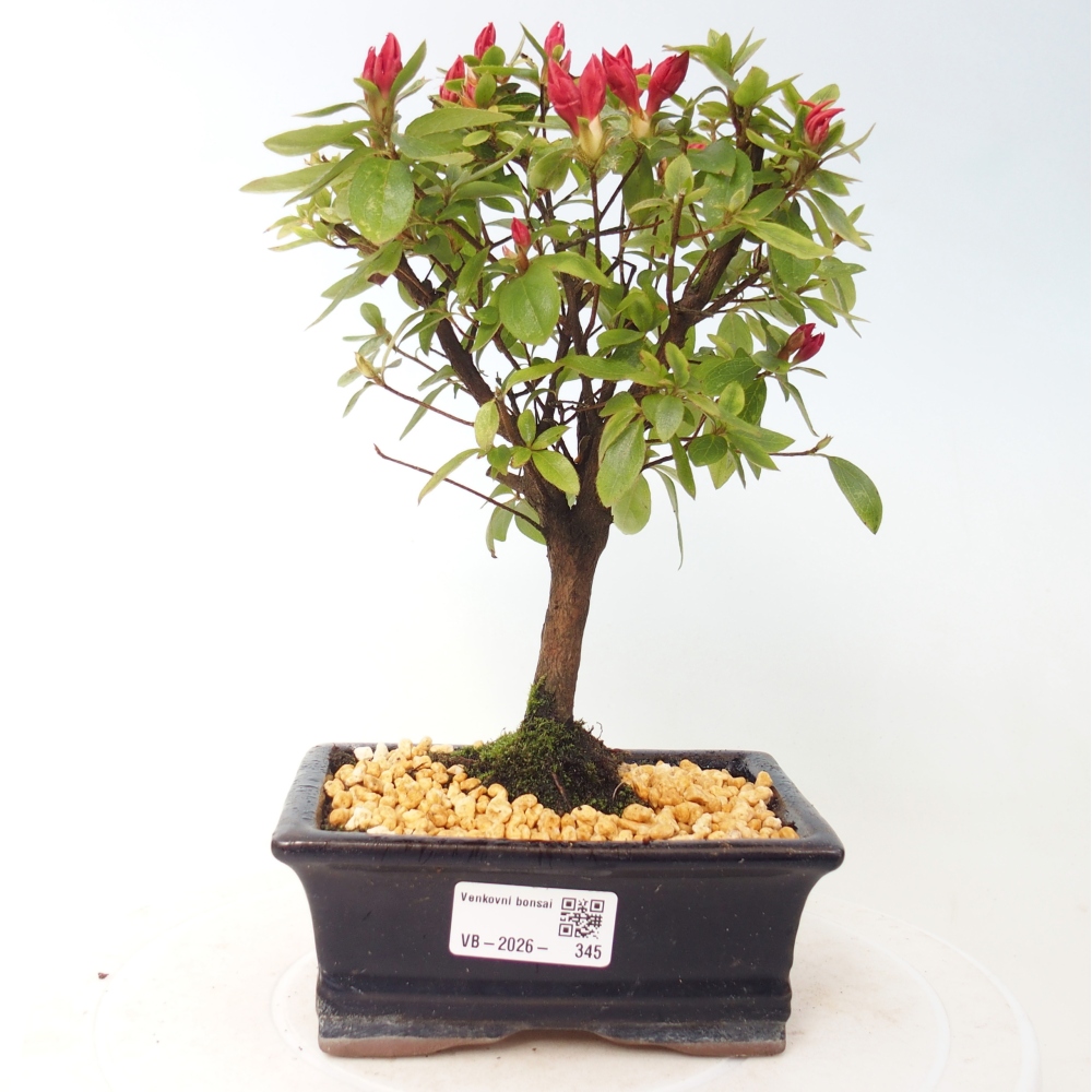 Bonsai für draußen - Japanische Azalee - Azalea sp.