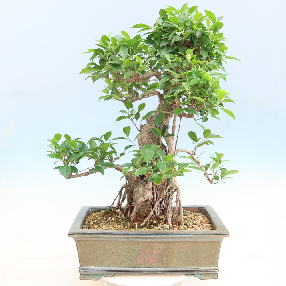 Zimmerbonsai - Ficus kimmen - Kleinblättriger Ficus