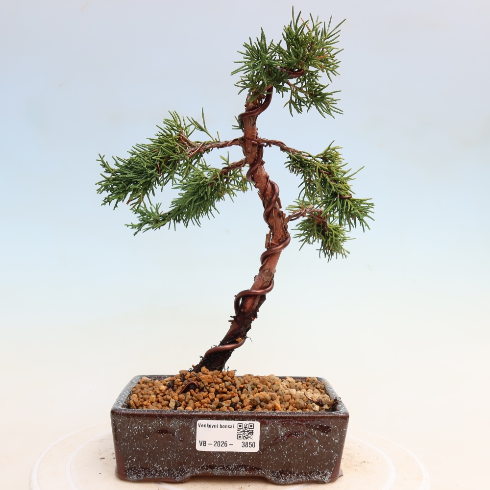 Bonsai für draußen - Juniperus chinensis Kishu