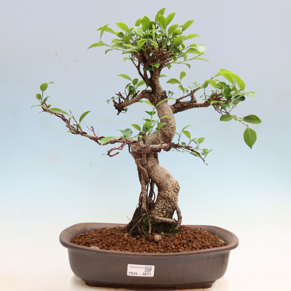 Zimmerbonsai - Ficus kimmen - Kleinblättriger Ficus