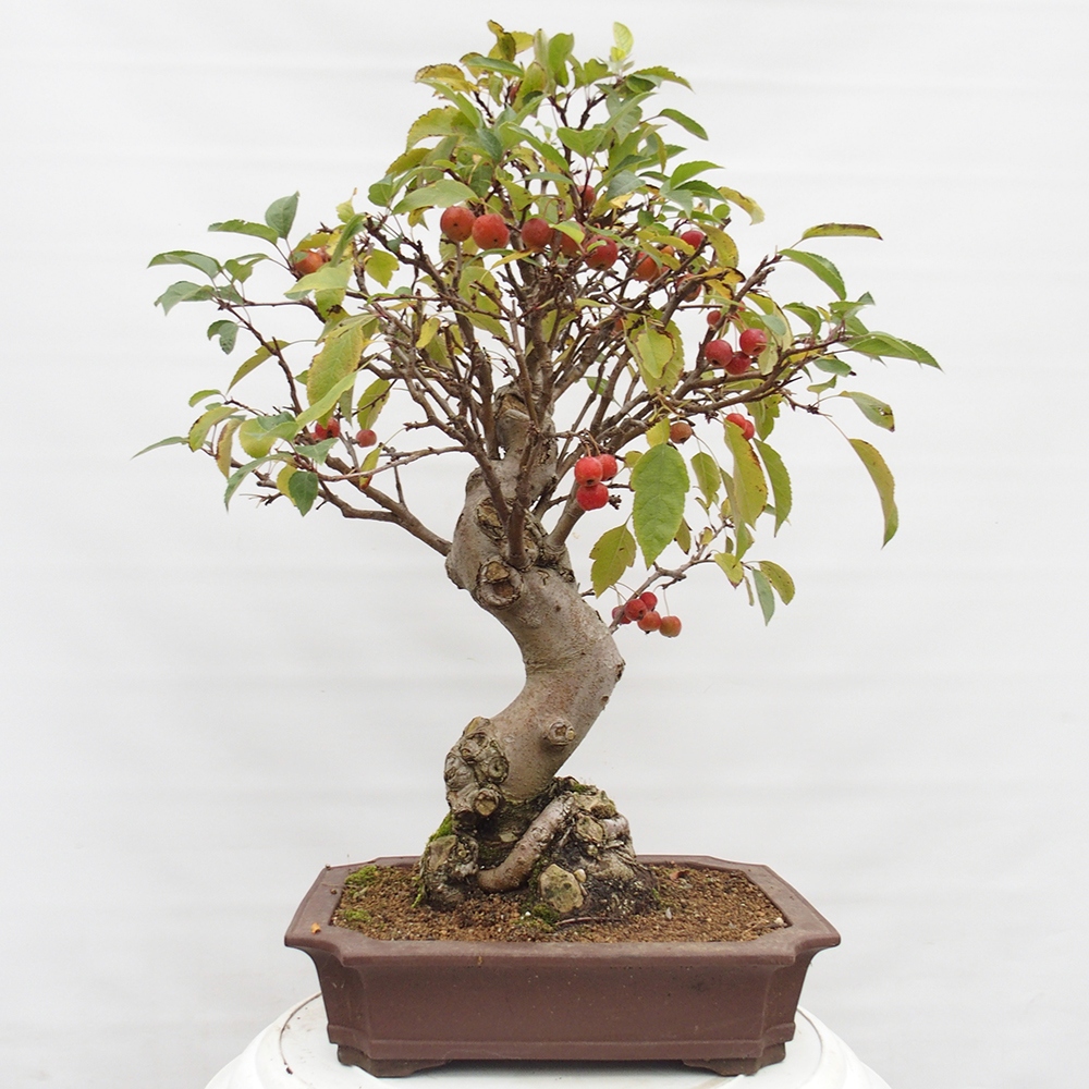 Outdoor-Bonsai -Malus halliana - Kleinfrüchtiger Apfelbaum