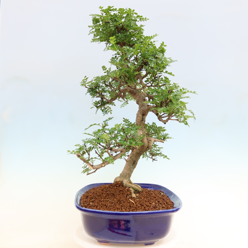 Zimmer Bonsai - Zantoxylum piperitum - Pfefferbaum