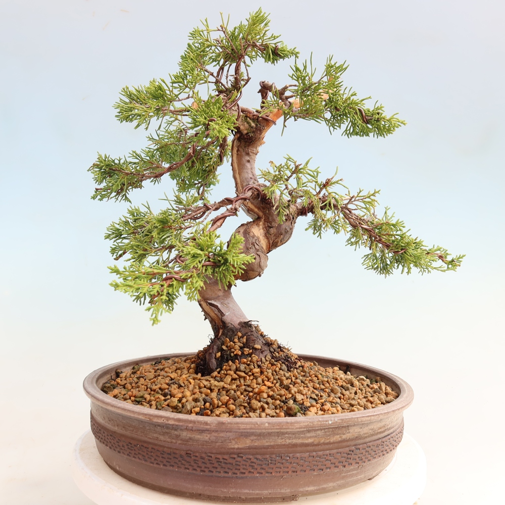 Bonsai für draußen - Juniperus chinensis Itoigawa-Juniperus chinensis
