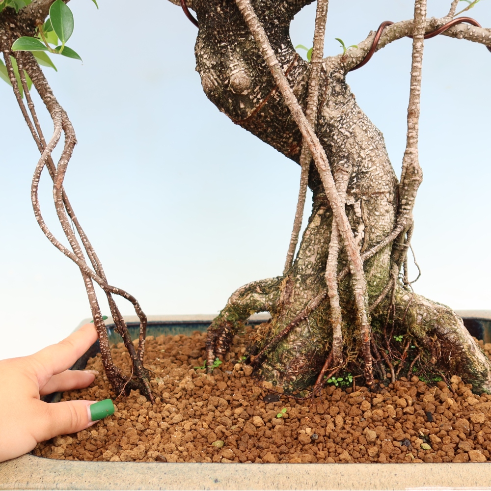 Zimmerbonsai - Ficus kimmen - Kleinblättriger Ficus