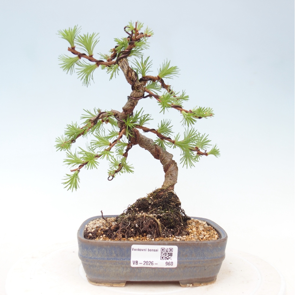 Bonsai für draußen - Larix Kaempferi - Japanische Lärche