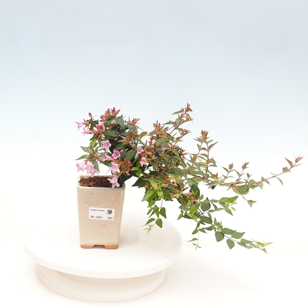 Bonsai für draußen - Abelia Grandiflora - Abelia grandiflora