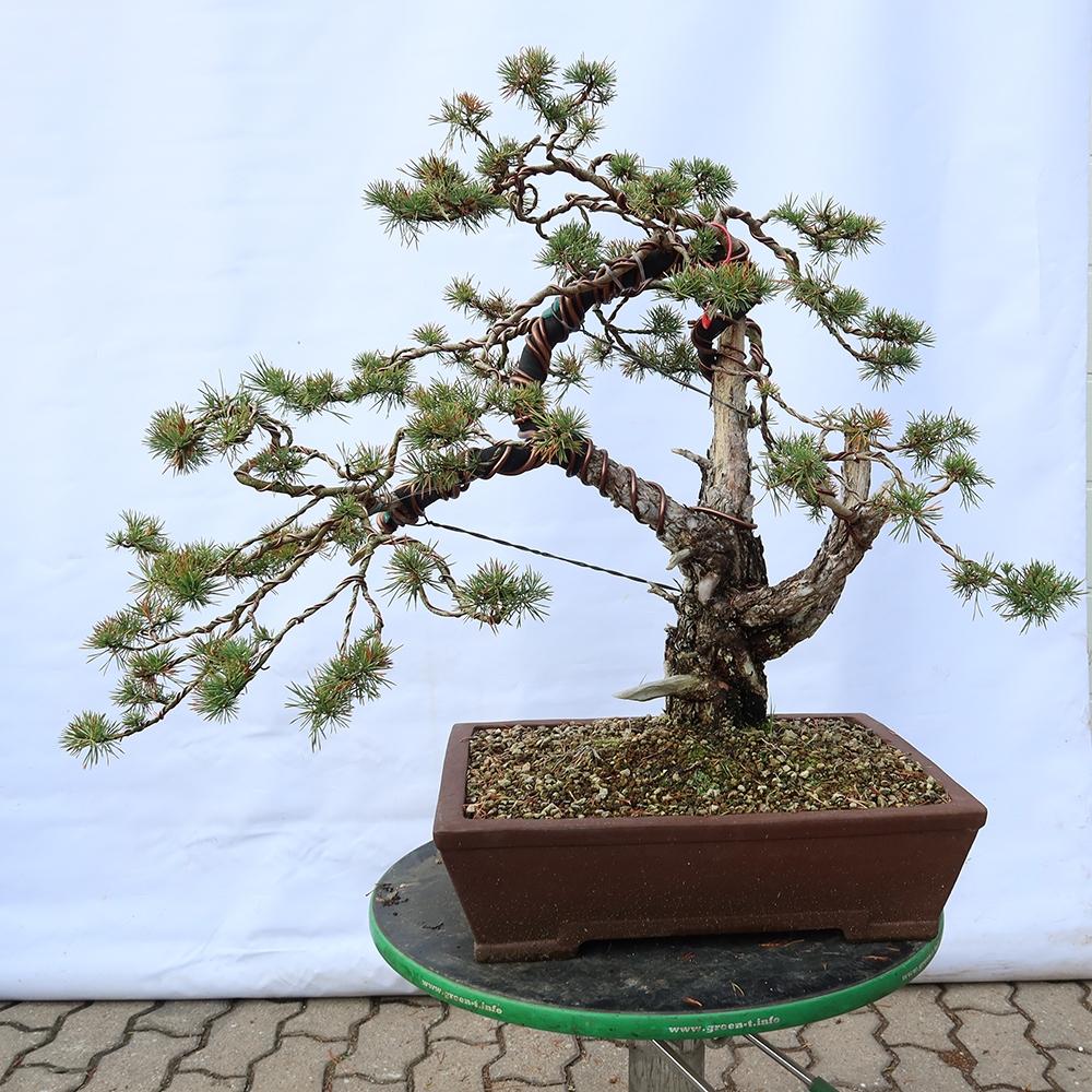 Pinus sylvestris Spanien – Waldkiefer